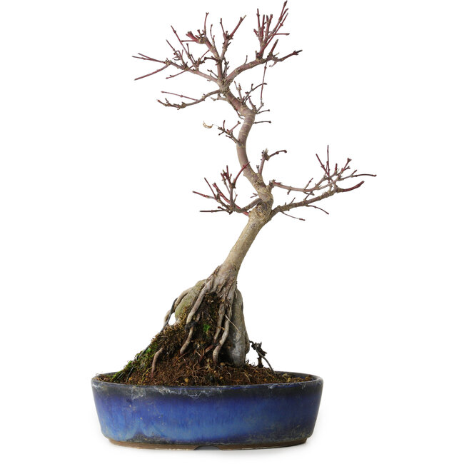 Acer palmatum Deshojo, 29 cm, ± 8 ans