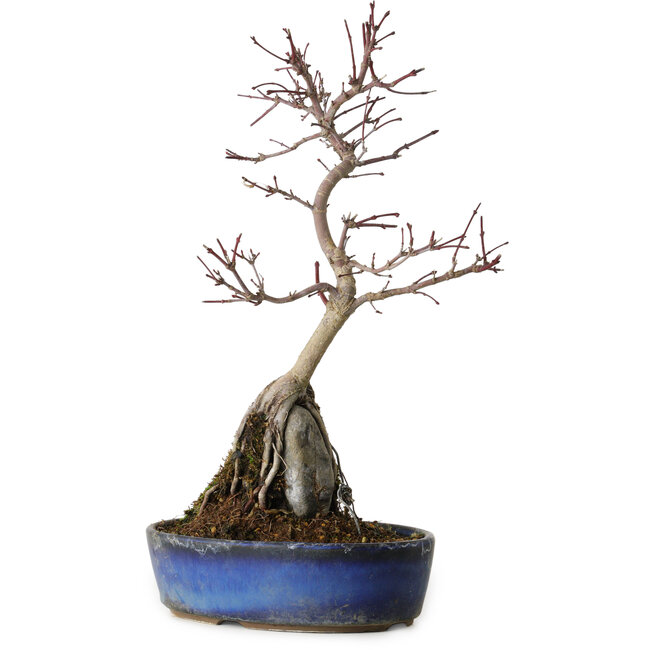 Acer palmatum Deshojo, 29 cm, ± 8 Jahre alt