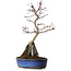 Acer palmatum Deshojo, 29 cm, ± 8 anni