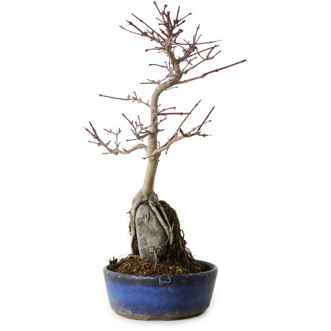 Acer palmatum Deshojo, 29 cm, ± 8 jaar oud