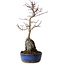 Acer palmatum Deshojo, 29 cm, ± 8 años de edad