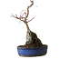 Acer palmatum Deshojo, 29 cm, ± 8 ans