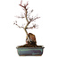 Acer palmatum Deshojo, 33 cm, ± 8 años de edad