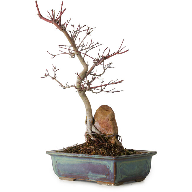 Acer palmatum Deshojo, 33 cm, ± 8 jaar oud