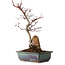Acer palmatum Deshojo, 33 cm, ± 8 years old