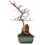 Acer palmatum Deshojo, 33 cm, ± 8 years old