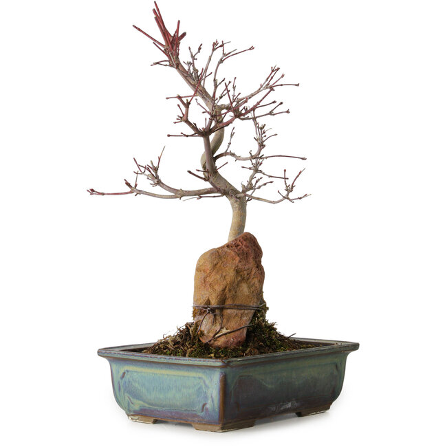 Acer palmatum Deshojo, 33 cm, ± 8 years old