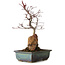 Acer palmatum Deshojo, 33 cm, ± 8 años de edad