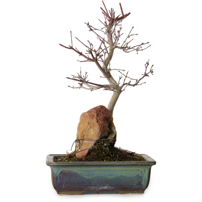 Acer palmatum Deshojo, 33 cm, ± 8 years old