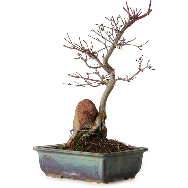 Acer palmatum Deshojo, 33 cm, ± 8 anni