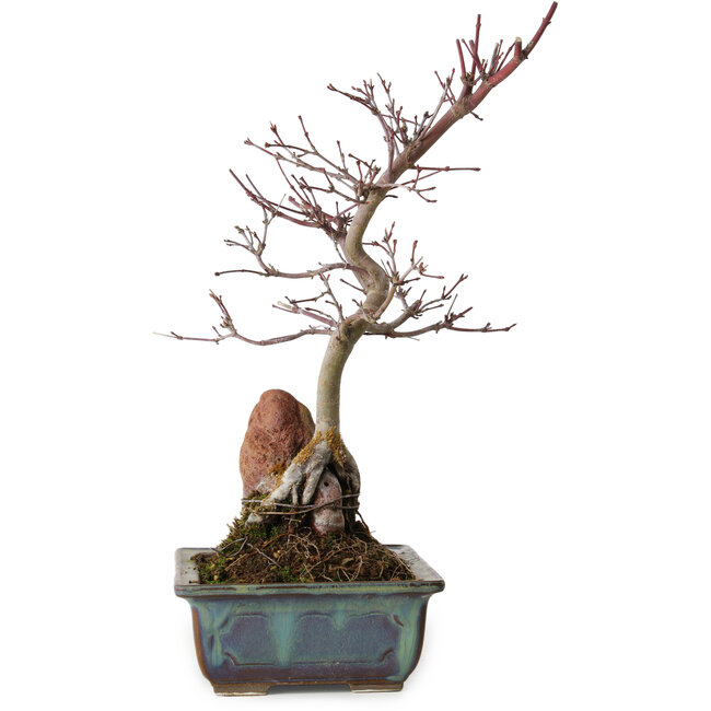 Acer palmatum Deshojo, 33 cm, ± 8 anni