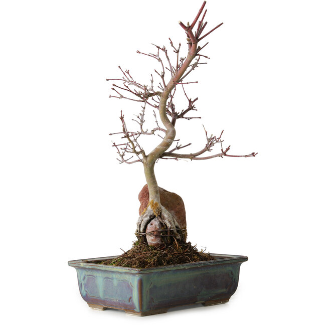 Acer palmatum Deshojo, 33 cm, ± 8 años de edad