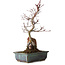 Acer palmatum Deshojo, 33 cm, ± 8 años de edad