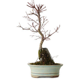 Acer palmatum Deshojo, 32 cm, ± 8 jaar oud