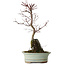 Acer palmatum Deshojo, 32 cm, ± 8 jaar oud