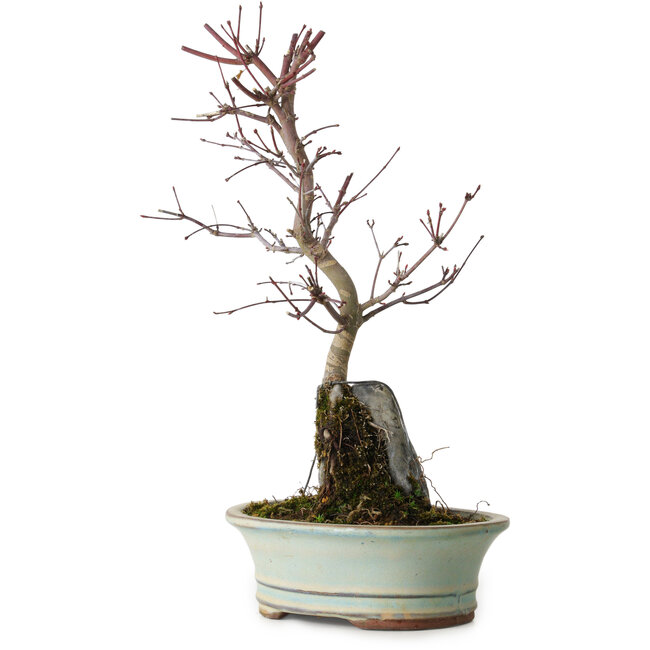 Acer palmatum Deshojo, 32 cm, ± 8 jaar oud