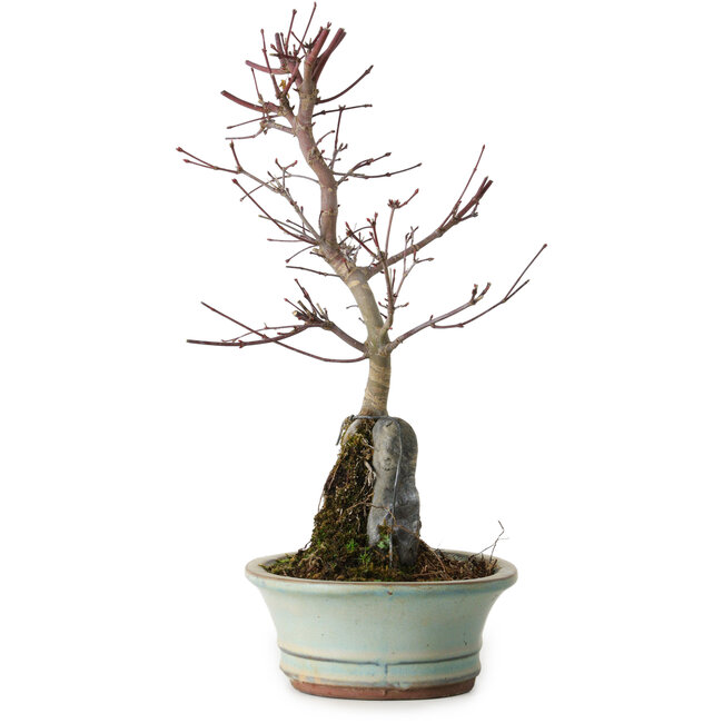 Acer palmatum Deshojo, 32 cm, ± 8 anni