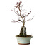 Acer palmatum Deshojo, 32 cm, ± 8 anni