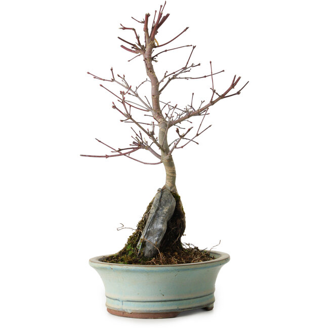 Acer palmatum Deshojo, 32 cm, ± 8 jaar oud