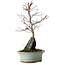 Acer palmatum Deshojo, 32 cm, ± 8 jaar oud