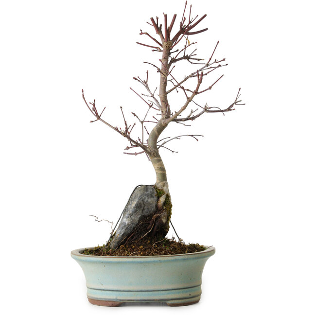 Acer palmatum Deshojo, 32 cm, ± 8 anni