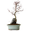 Acer palmatum Deshojo, 32 cm, ± 8 anni