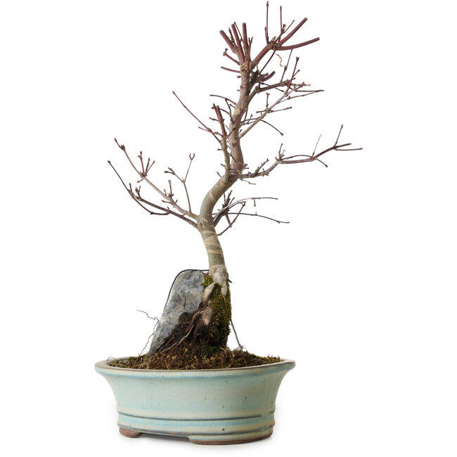 Acer palmatum Deshojo, 32 cm, ± 8 anni