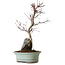 Acer palmatum Deshojo, 32 cm, ± 8 jaar oud