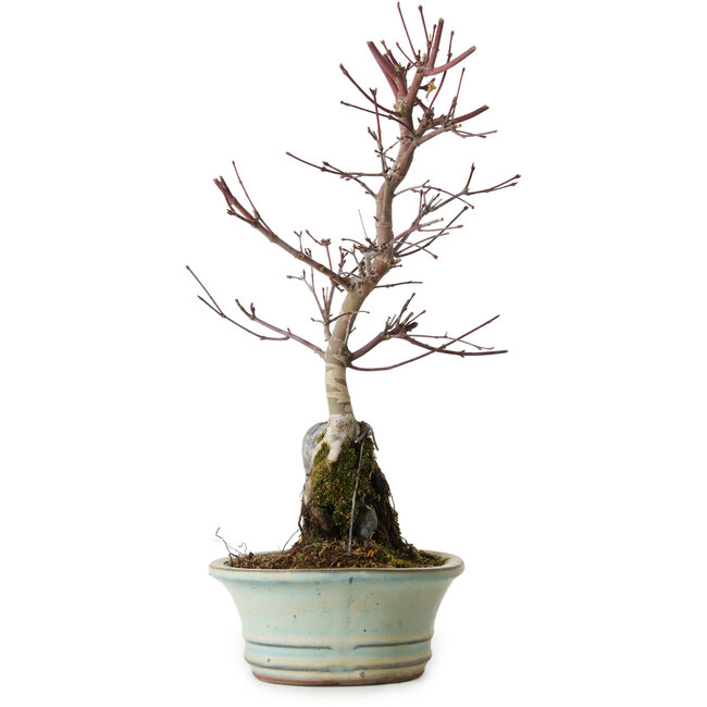 Acer palmatum Deshojo, 32 cm, ± 8 anni