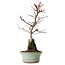 Acer palmatum Deshojo, 32 cm, ± 8 anni