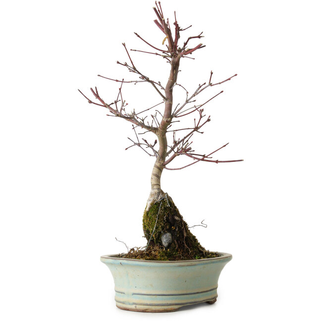 Acer palmatum Deshojo, 32 cm, ± 8 anni
