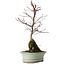 Acer palmatum Deshojo, 32 cm, ± 8 anni