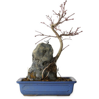 Acer palmatum Deshojo, 30 cm, ± 8 jaar oud