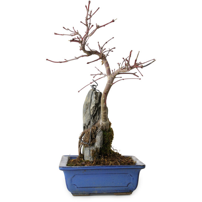 Acer palmatum Deshojo, 30 cm, ± 8 anni