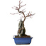 Acer palmatum Deshojo, 30 cm, ± 8 años de edad