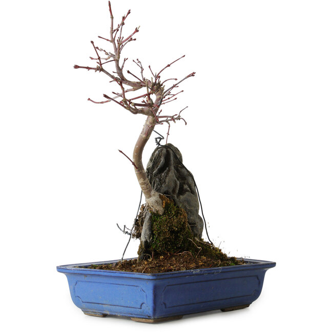 Acer palmatum Deshojo, 30 cm, ± 8 años de edad