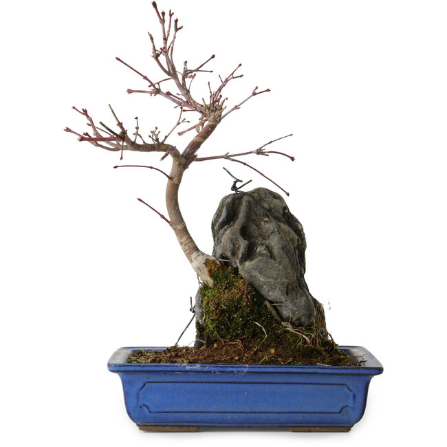 Acer palmatum Deshojo, 30 cm, ± 8 años de edad