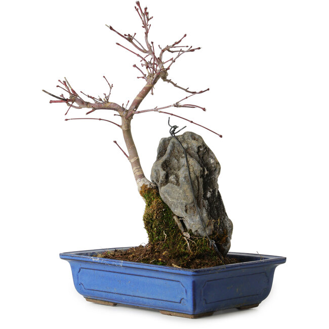 Acer palmatum Deshojo, 30 cm, ± 8 anni