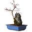 Acer palmatum Deshojo, 30 cm, ± 8 jaar oud