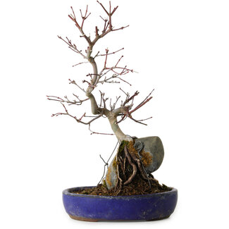 Acer palmatum Deshojo, 33 cm, ± 8 years old