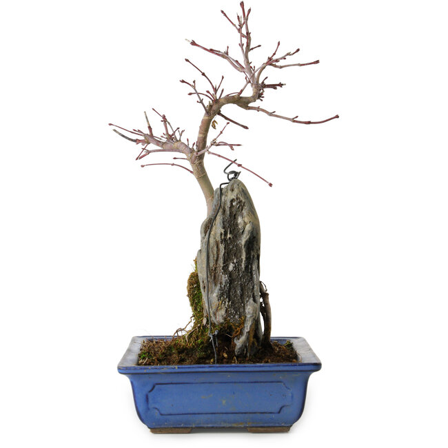 Acer palmatum Deshojo, 30 cm, ± 8 años de edad