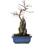 Acer palmatum Deshojo, 30 cm, ± 8 years old