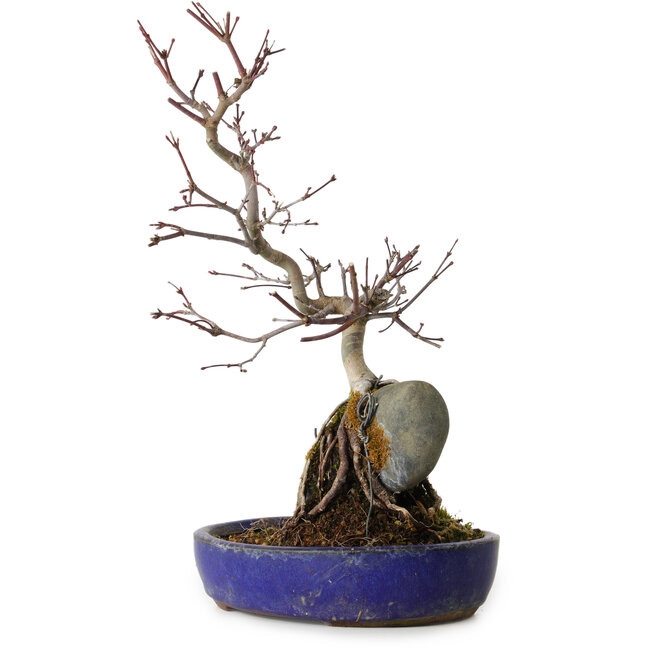 Acer palmatum Deshojo, 33 cm, ± 8 jaar oud