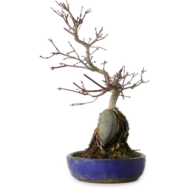 Acer palmatum Deshojo, 33 cm, ± 8 jaar oud