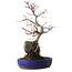 Acer palmatum Deshojo, 33 cm, ± 8 jaar oud