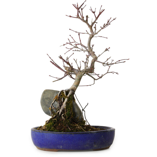 Acer palmatum Deshojo, 33 cm, ± 8 anni