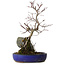 Acer palmatum Deshojo, 33 cm, ± 8 jaar oud