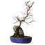 Acer palmatum Deshojo, 33 cm, ± 8 jaar oud