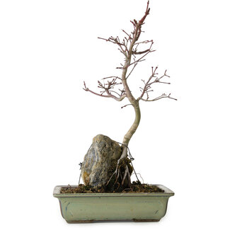 Acer palmatum Deshojo, 39 cm, ± 8 jaar oud