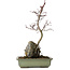 Acer palmatum Deshojo, 39 cm, ± 8 jaar oud